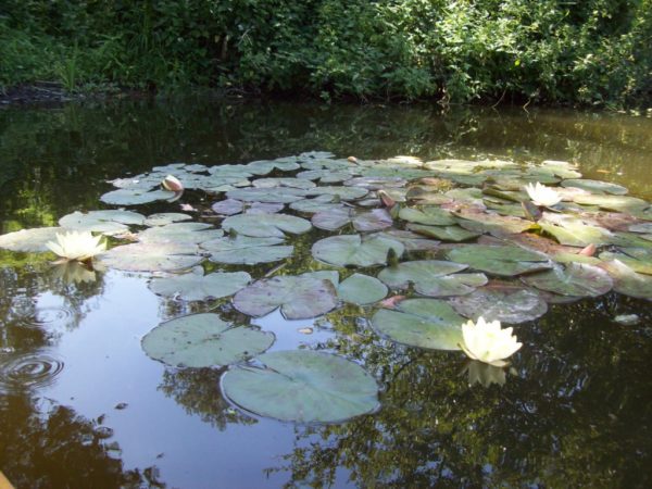 Canoë - Kayak 2 heures – Image 8